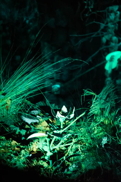 File:Flowers.jpg
